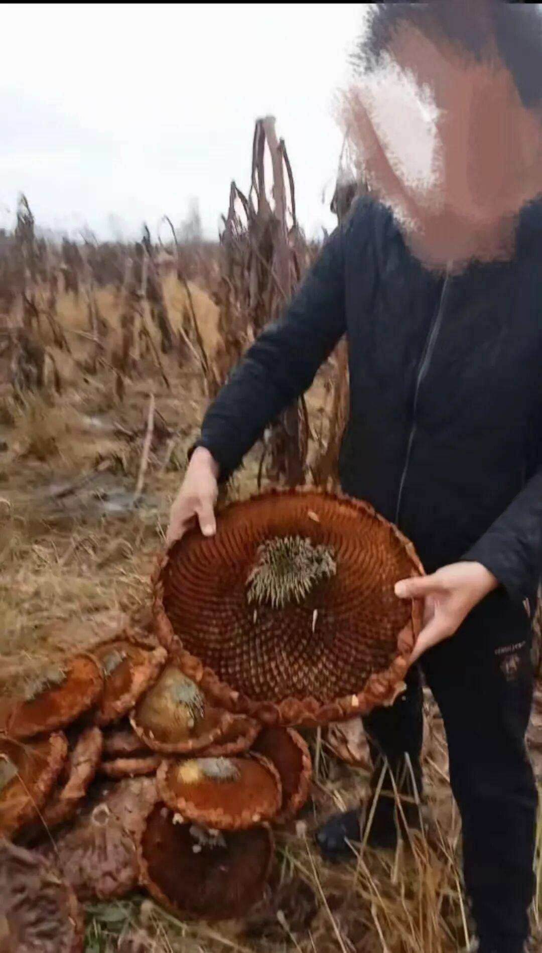 皇冠信用网_百亩向日葵遭村民哄抢皇冠信用网，损失50万元！警方已行拘4人