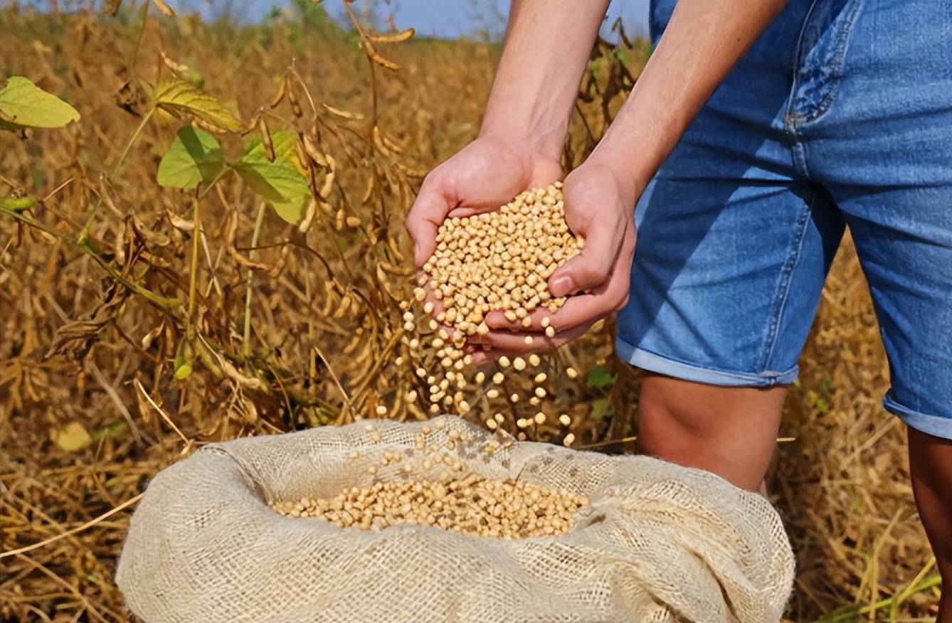 皇冠信用网_美国大豆比巴西豆贵还加税皇冠信用网，中国采购停滞不是违约，市场规律才是关键？