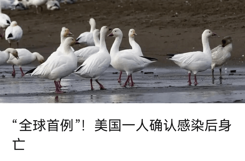 皇冠信用平台出租出售_驻日美军基地毒蜘蛛“疑似外溢”