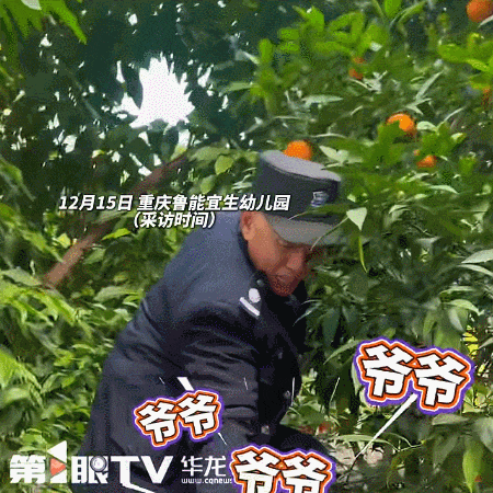 皇冠登一登二登三区别_“爷爷 爷爷 爷爷……”重庆一幼儿园摘橘子场面火上热搜皇冠登一登二登三区别！网友：大型葫芦娃喊爷爷现场