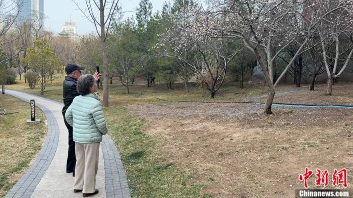 足球比赛外围买球网站_别再把喷嚏甩锅给桃花了足球比赛外围买球网站！春天真正的“花粉刺客”是它……